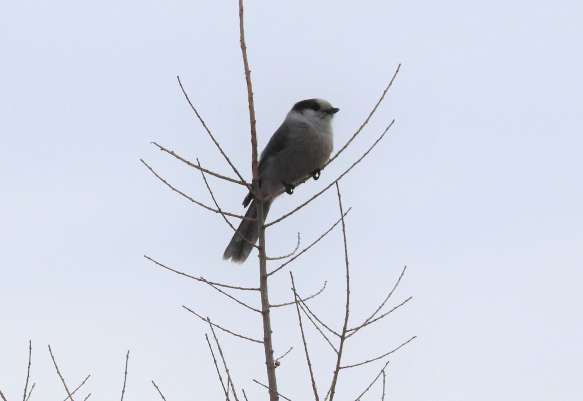 Canada Jay - ML552725931