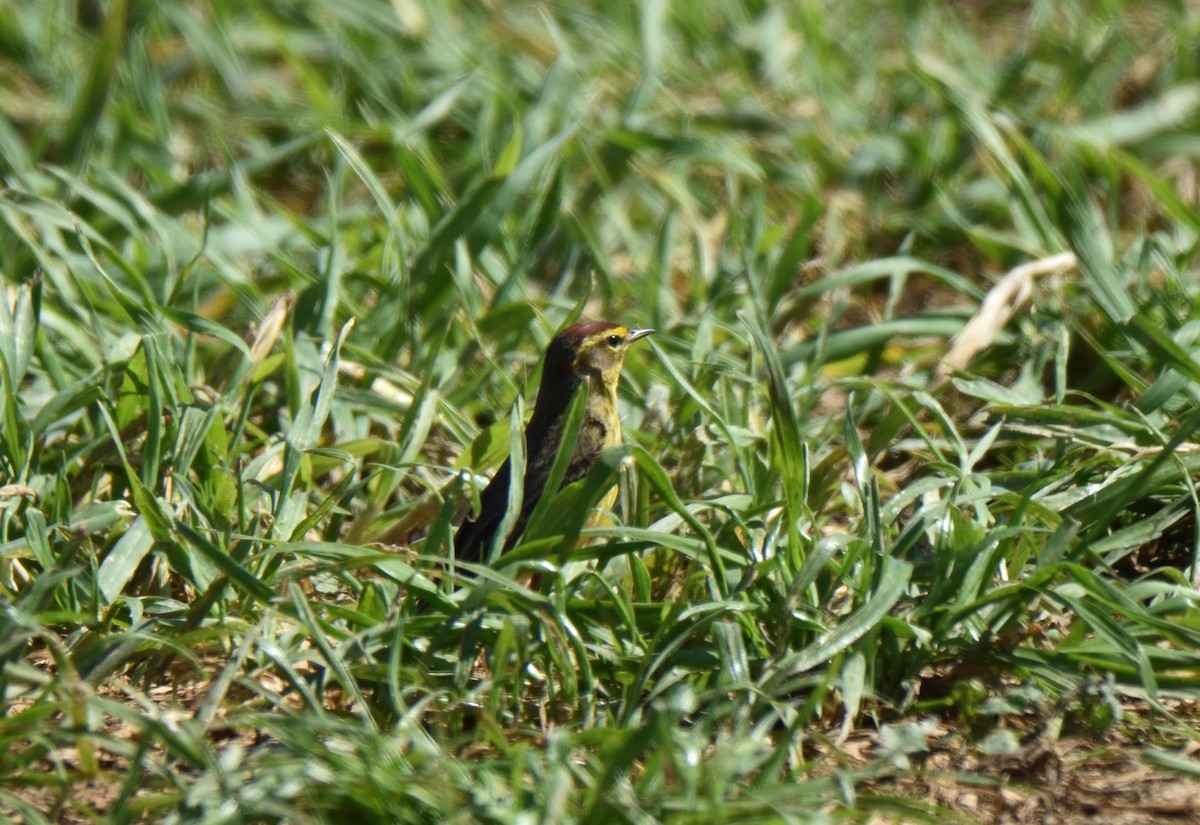 Palm Warbler - ML552726391