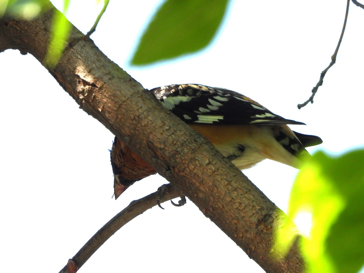 Black-headed Grosbeak - ML552726501