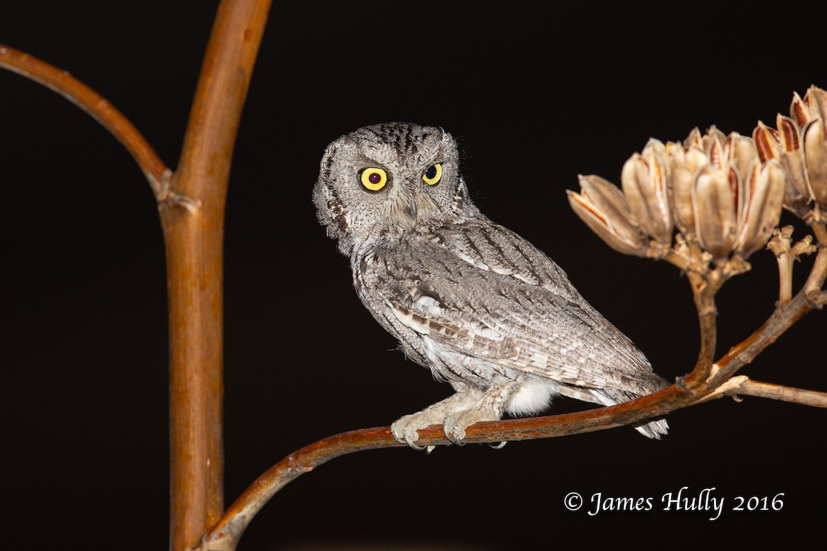 Western Screech-Owl - ML552727051