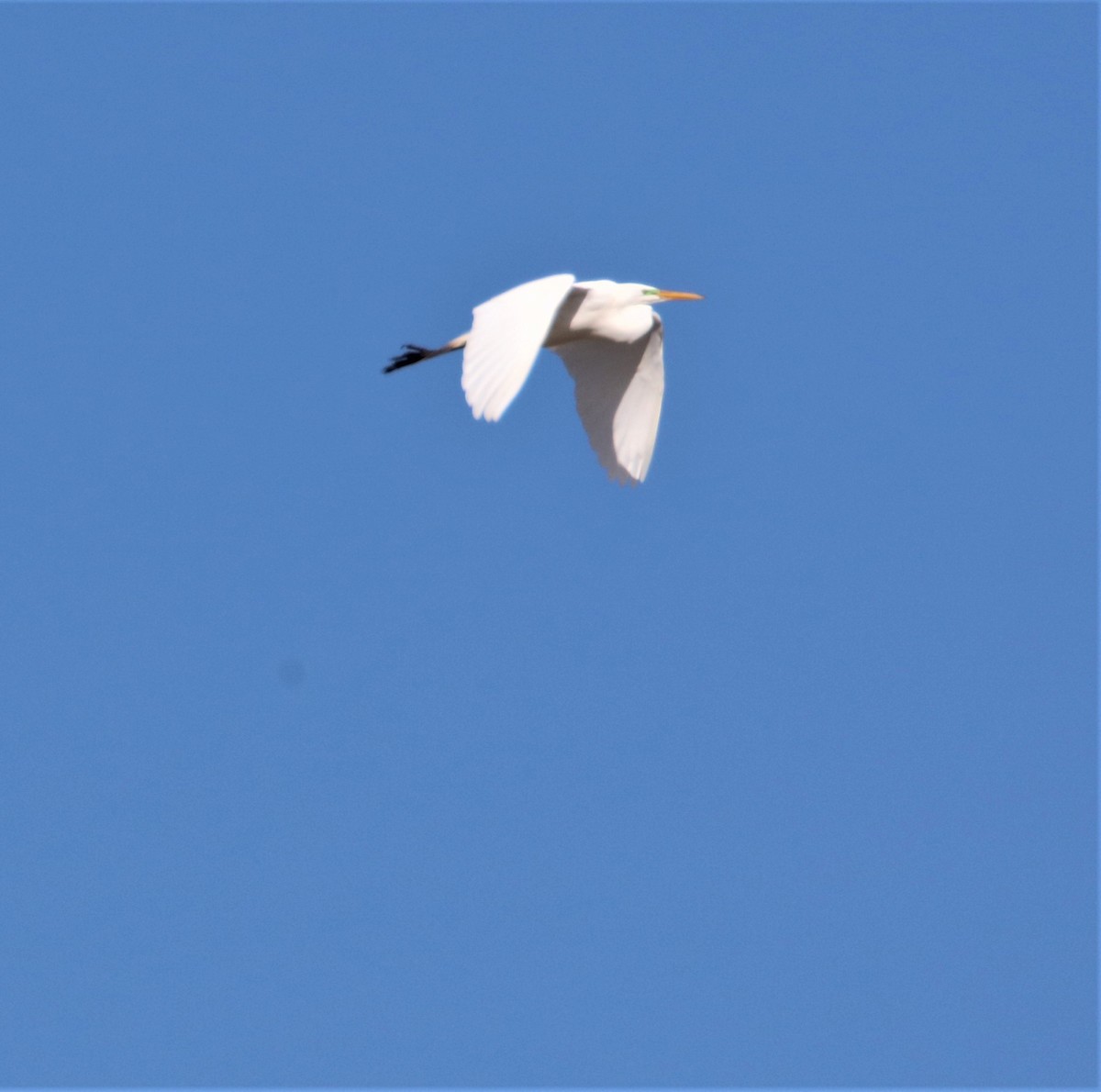 Great Egret - ML552727111