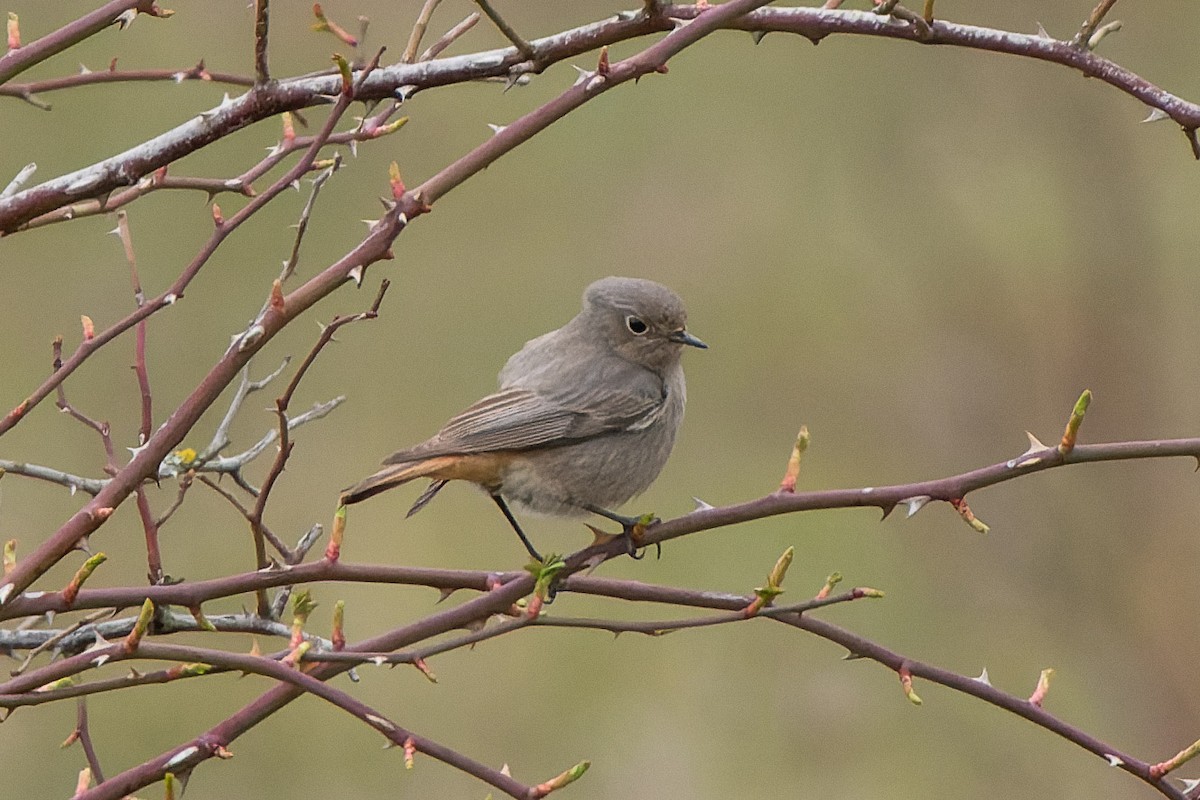 Black Redstart - ML552727461