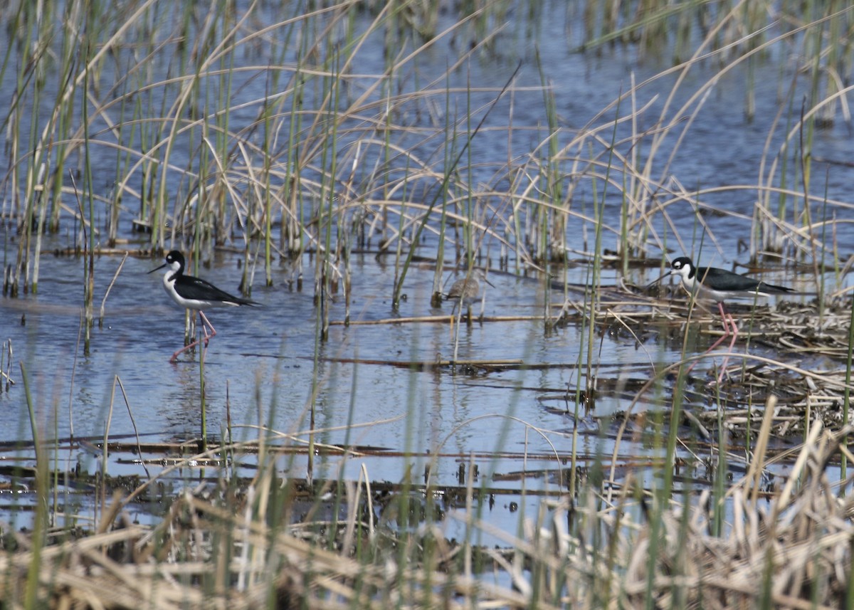 Black-necked Stilt - ML552727481