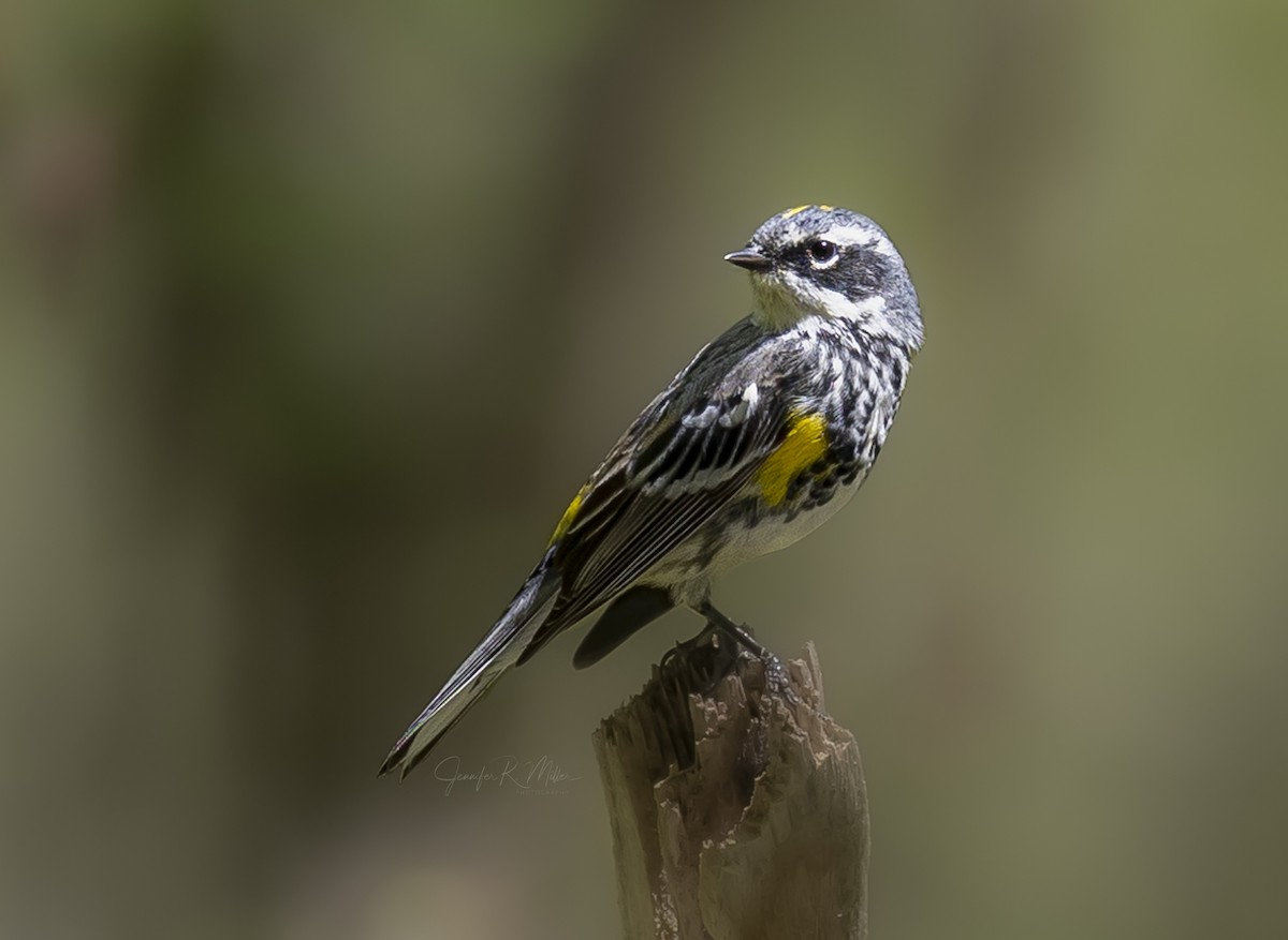 Yellow-rumped Warbler - ML552729981