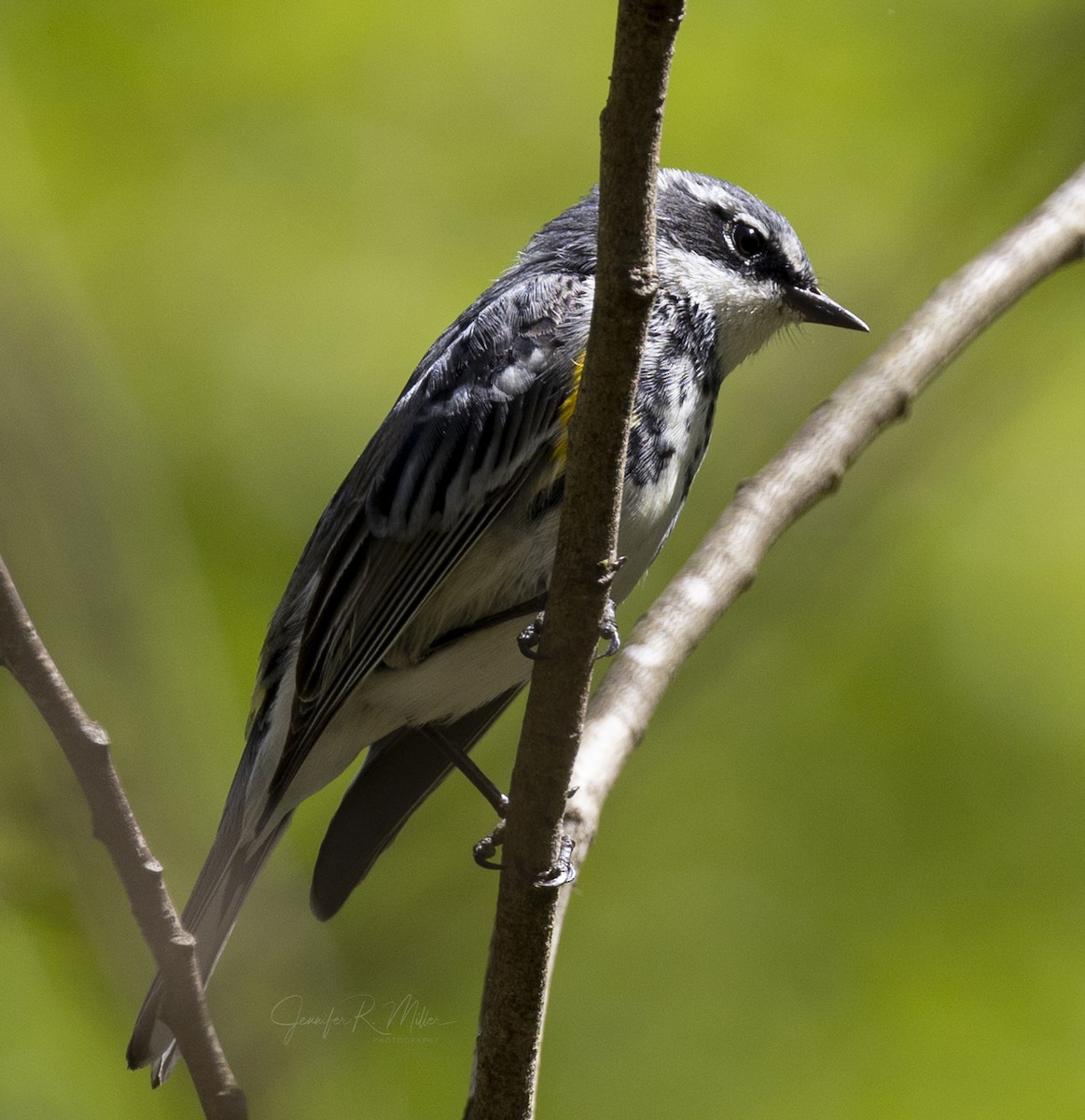 Yellow-rumped Warbler - ML552729991