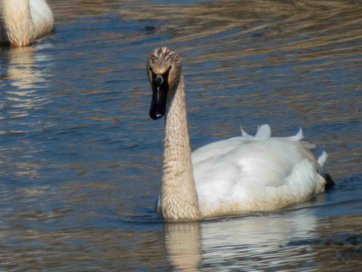 Trumpeter Swan - ML552730301