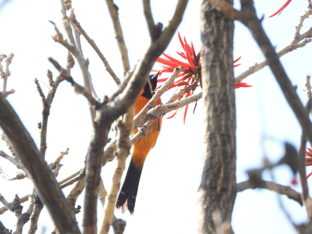 Hooded Oriole - Alberto Lozano