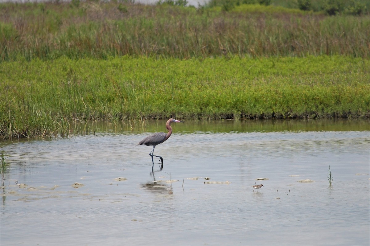 Reddish Egret - Keely Ferrando