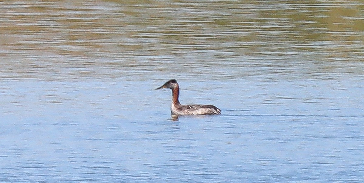 Red-necked Grebe - ML552731751