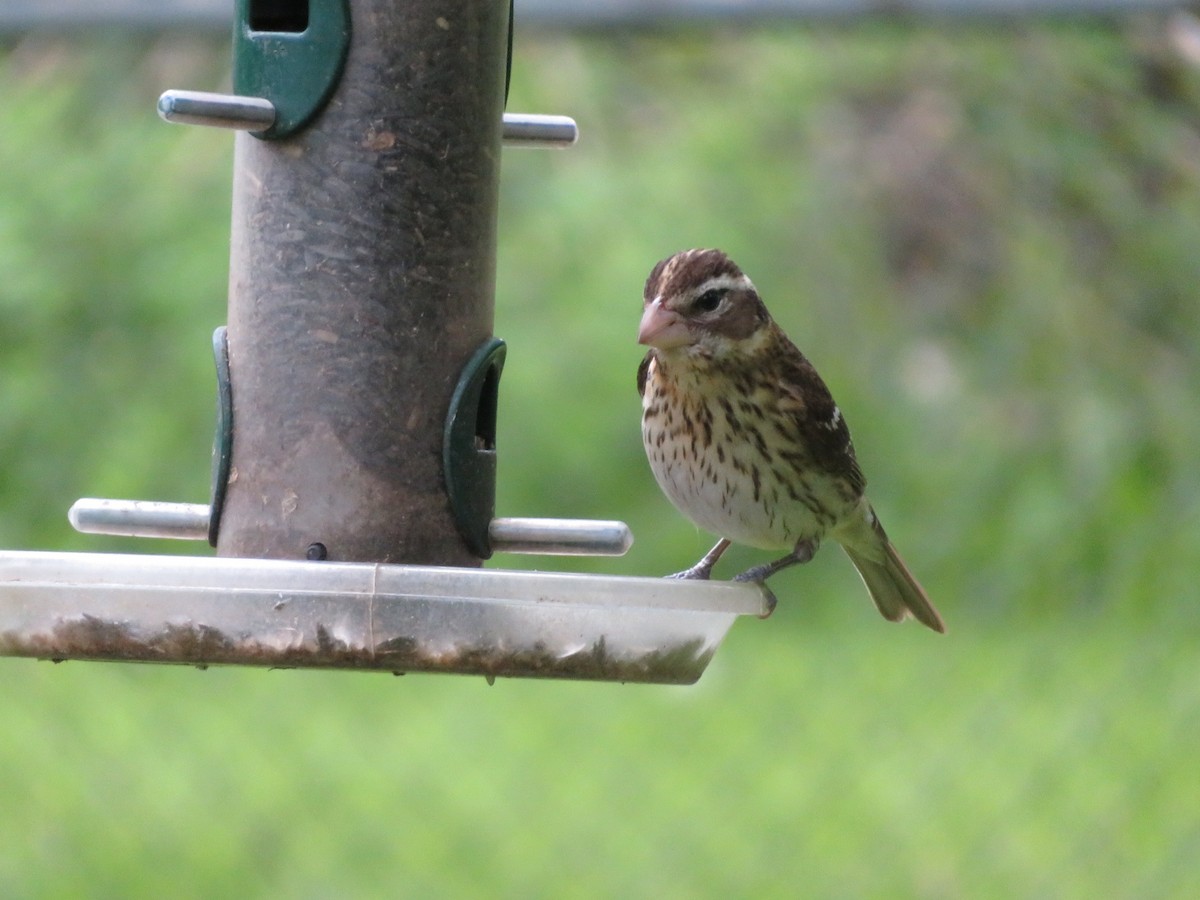 Rose-breasted Grosbeak - ML552732131