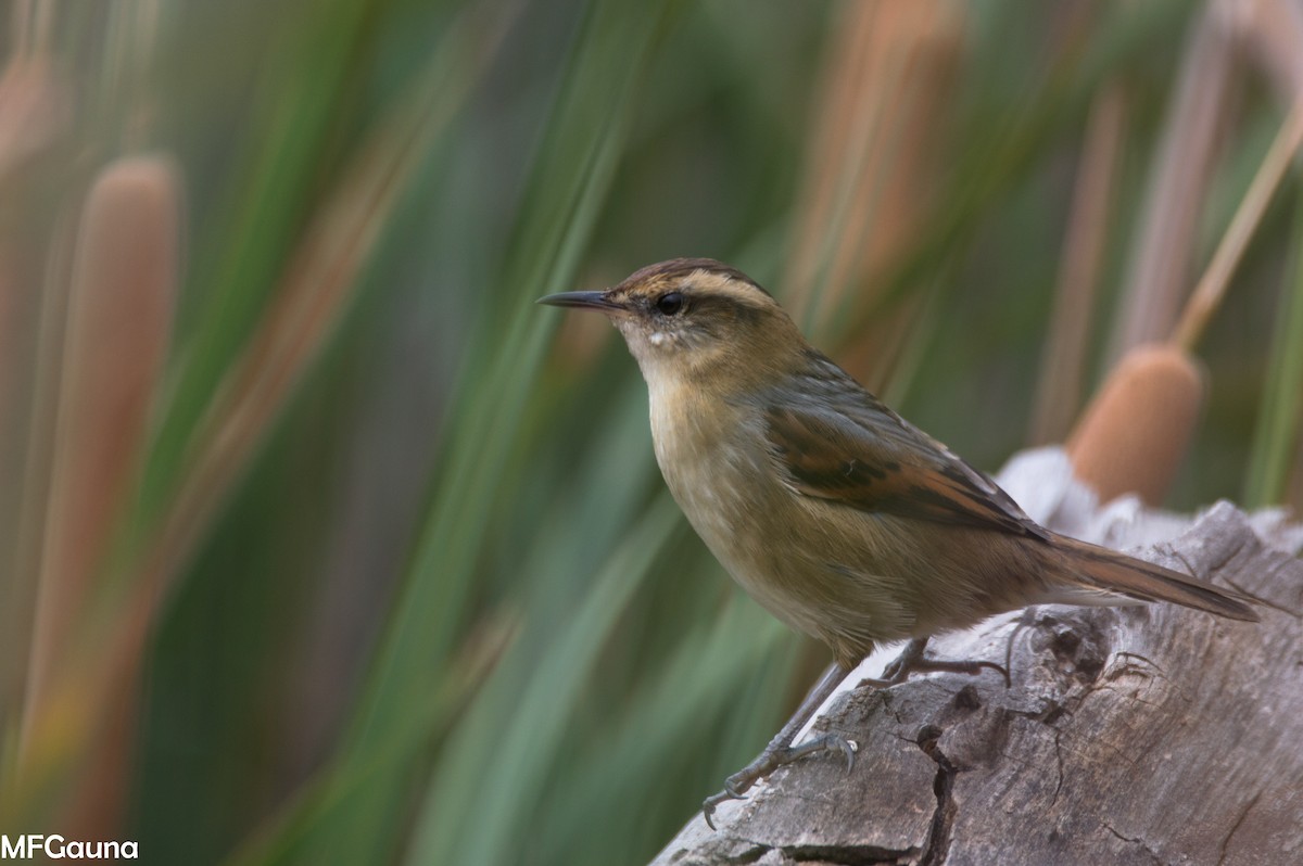 Wren-like Rushbird - Maria Fernanda Gauna