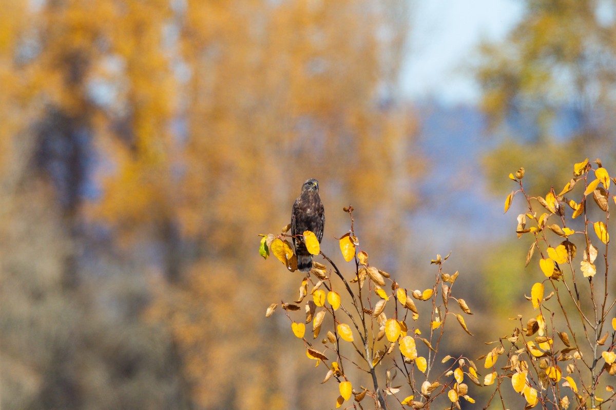 Rough-legged Hawk - ML552732381