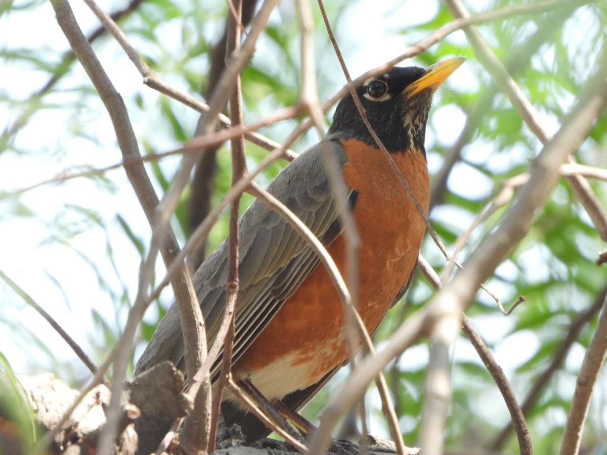 American Robin - ML552733321