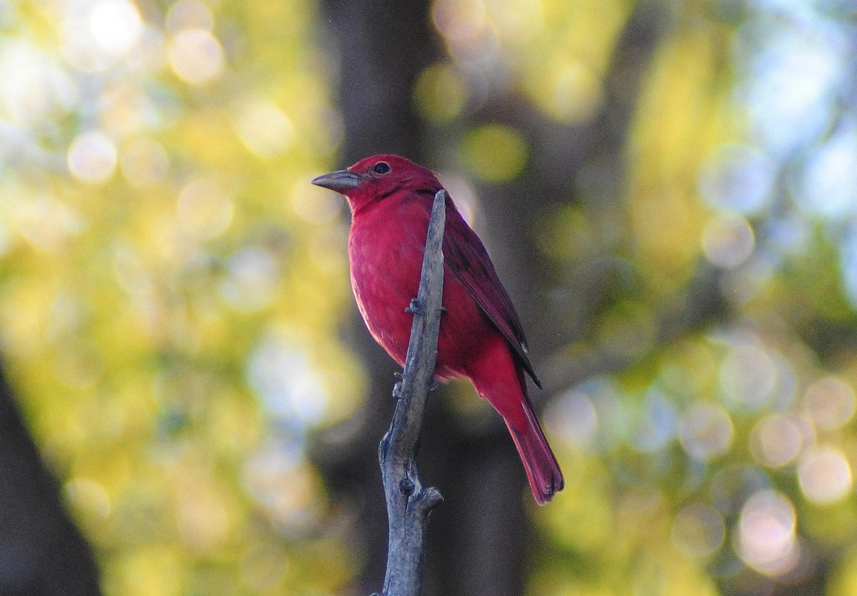 Summer Tanager - ML55273501