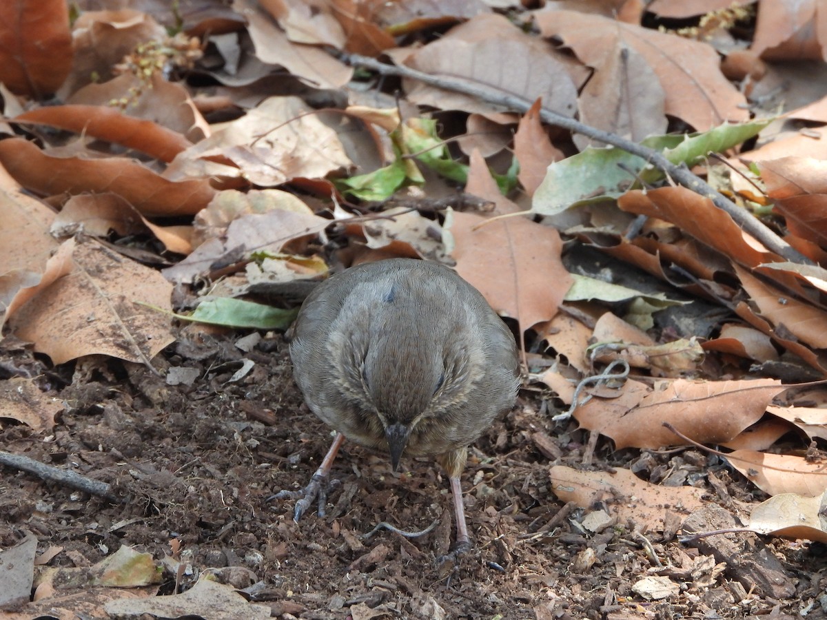 Canyon Towhee - Alberto Lozano