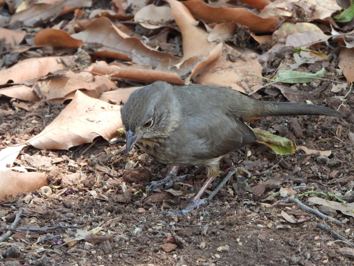 Canyon Towhee - ML552735151