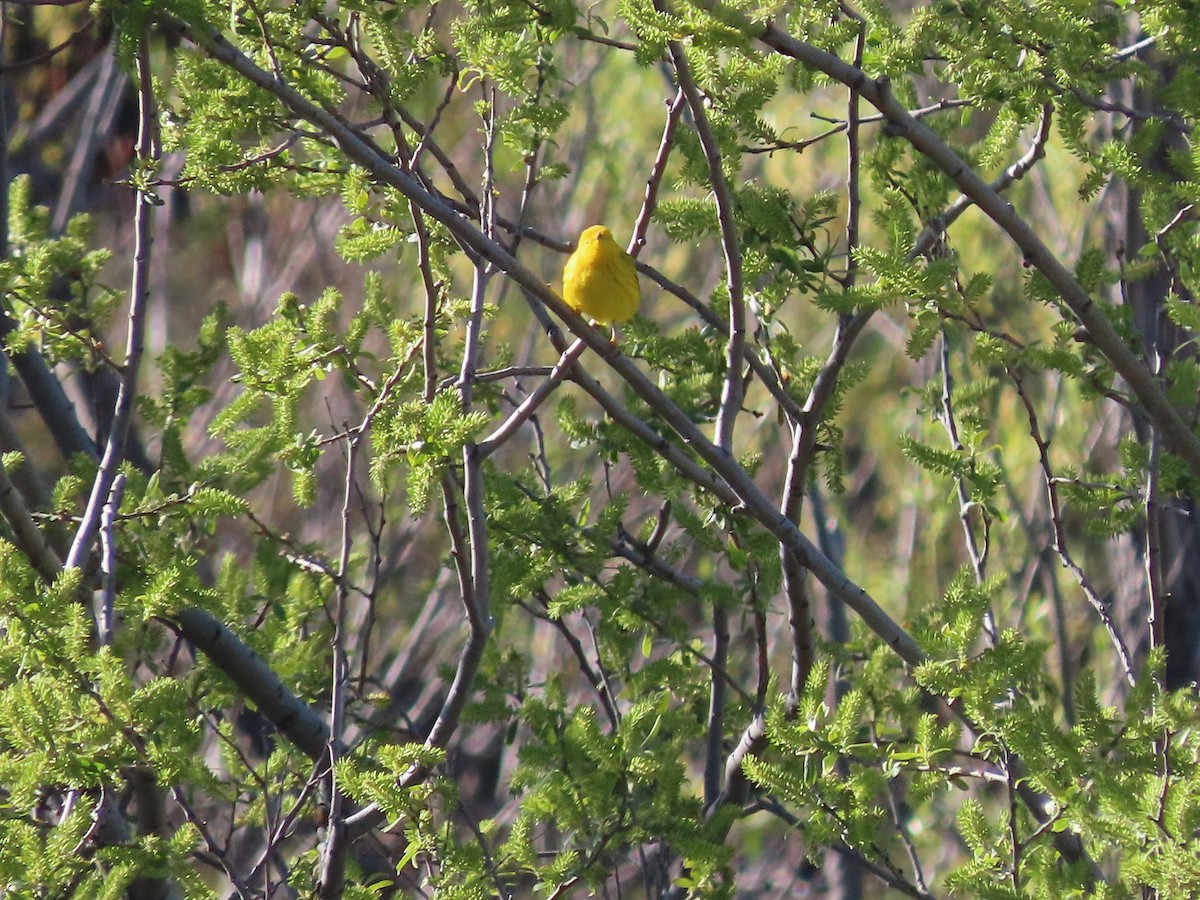 Yellow Warbler - Anne (Webster) Leight