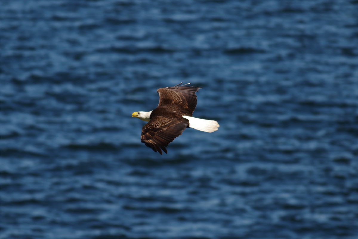 Bald Eagle - ML552737521