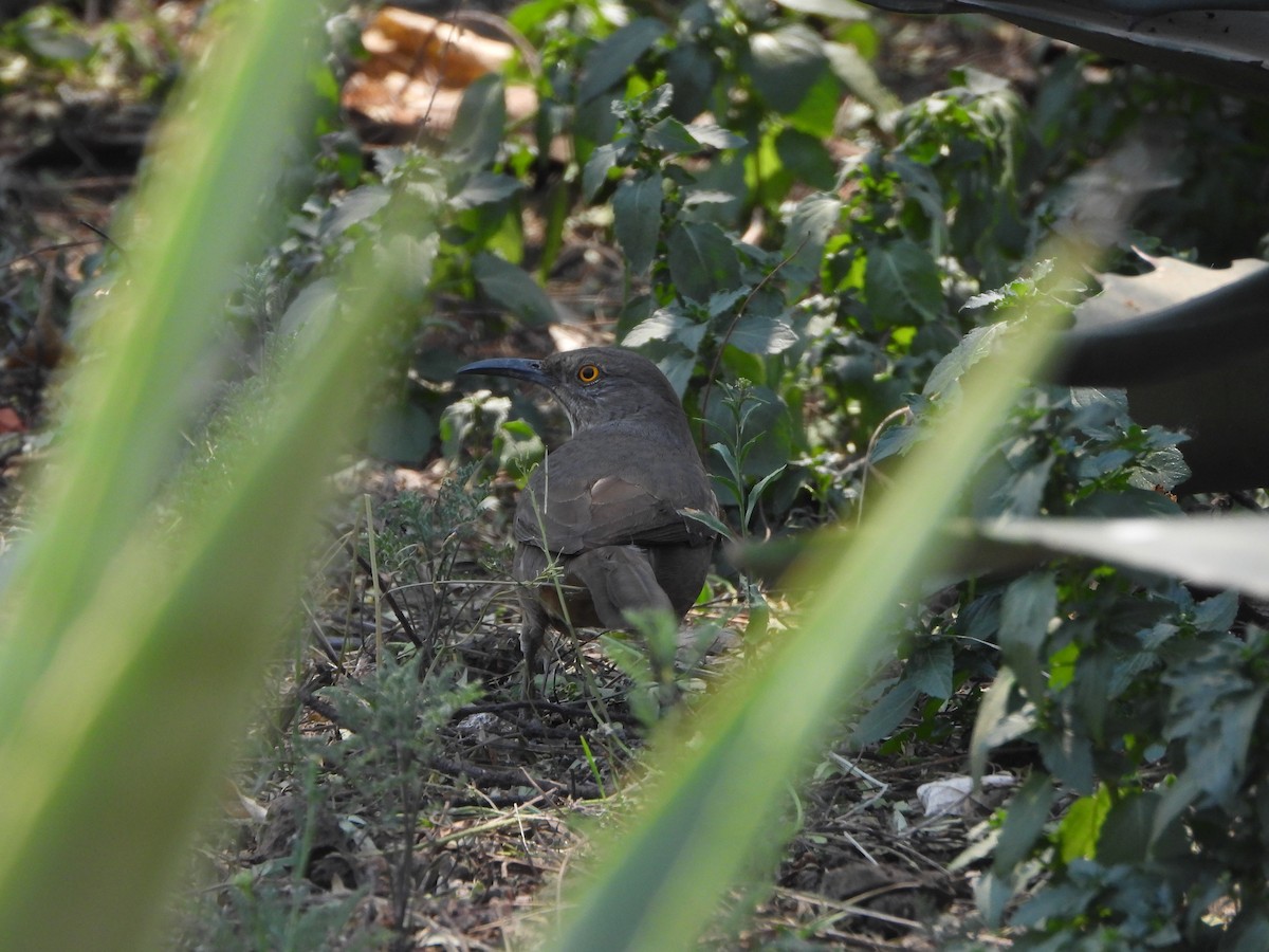 Curve-billed Thrasher - ML552738351