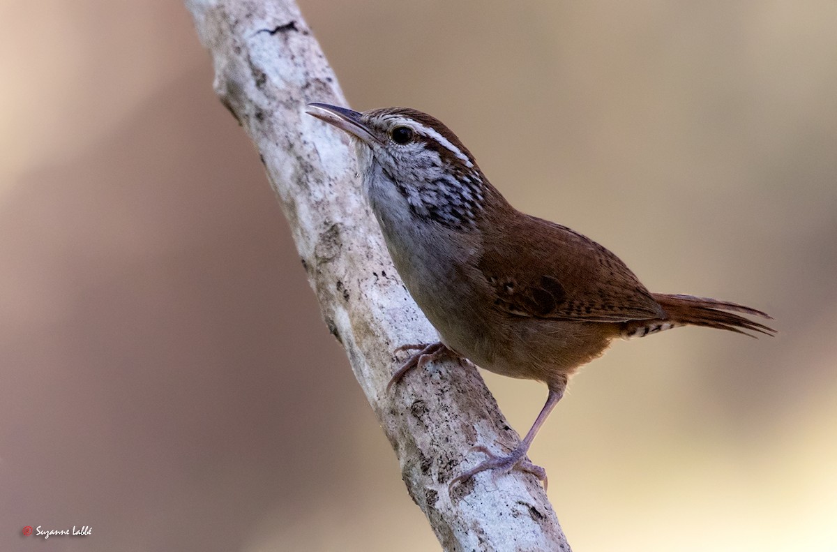 Sinaloa Wren - ML55273881