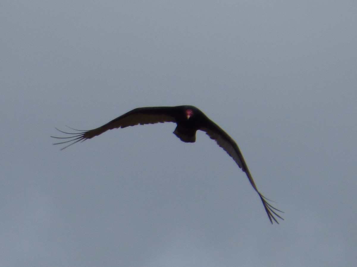 Turkey Vulture - Anonymous