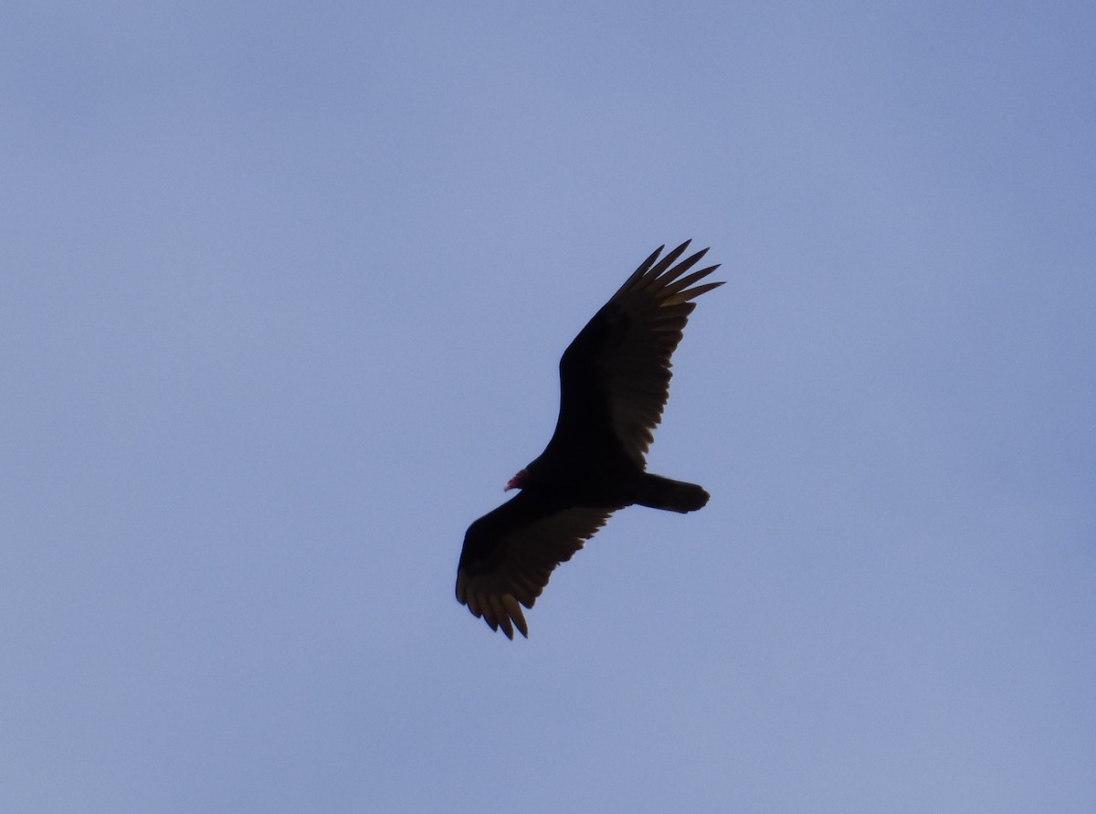 Turkey Vulture - ML55274051