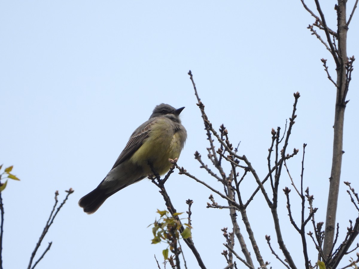 Cassin's Kingbird - ML552740621