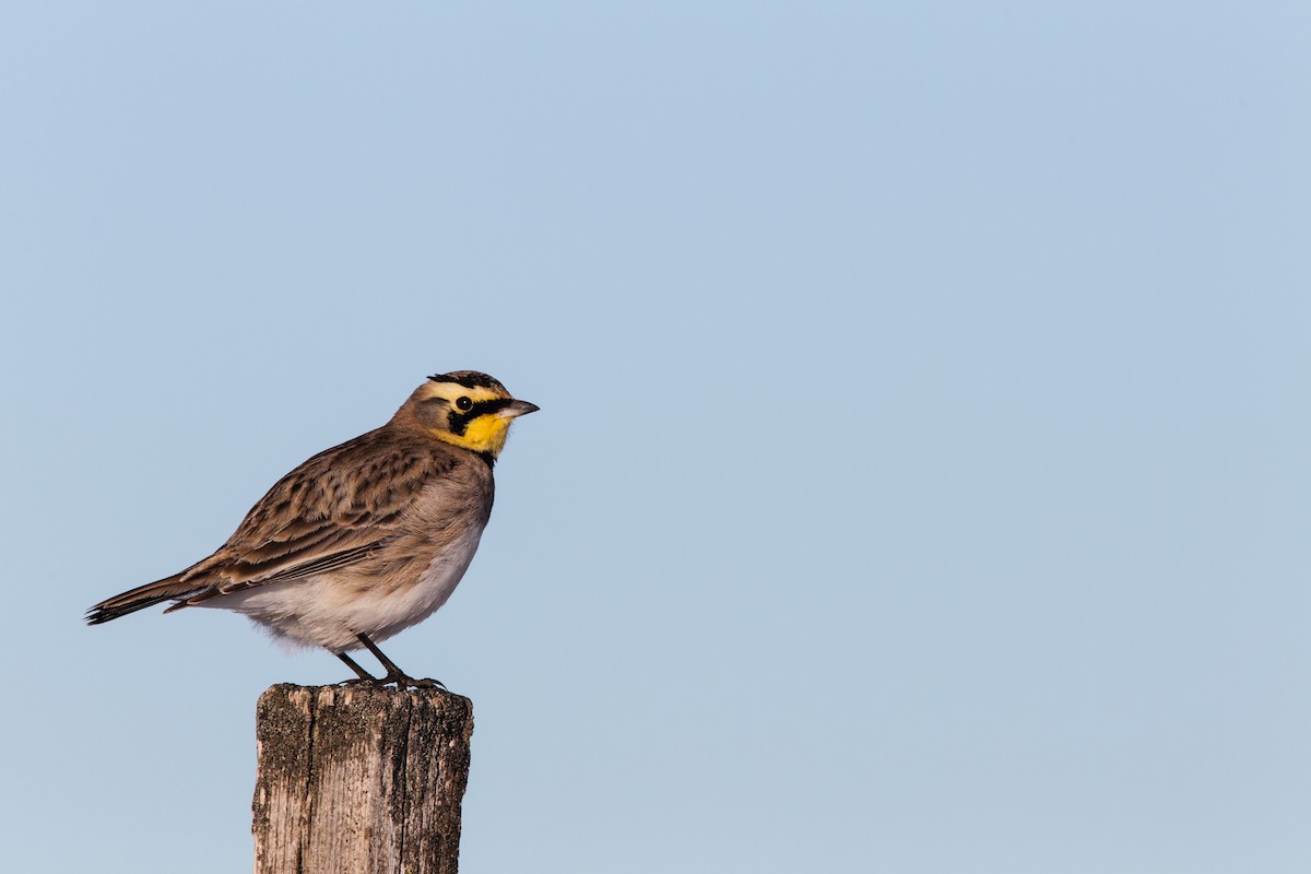 Horned Lark - ML552740971