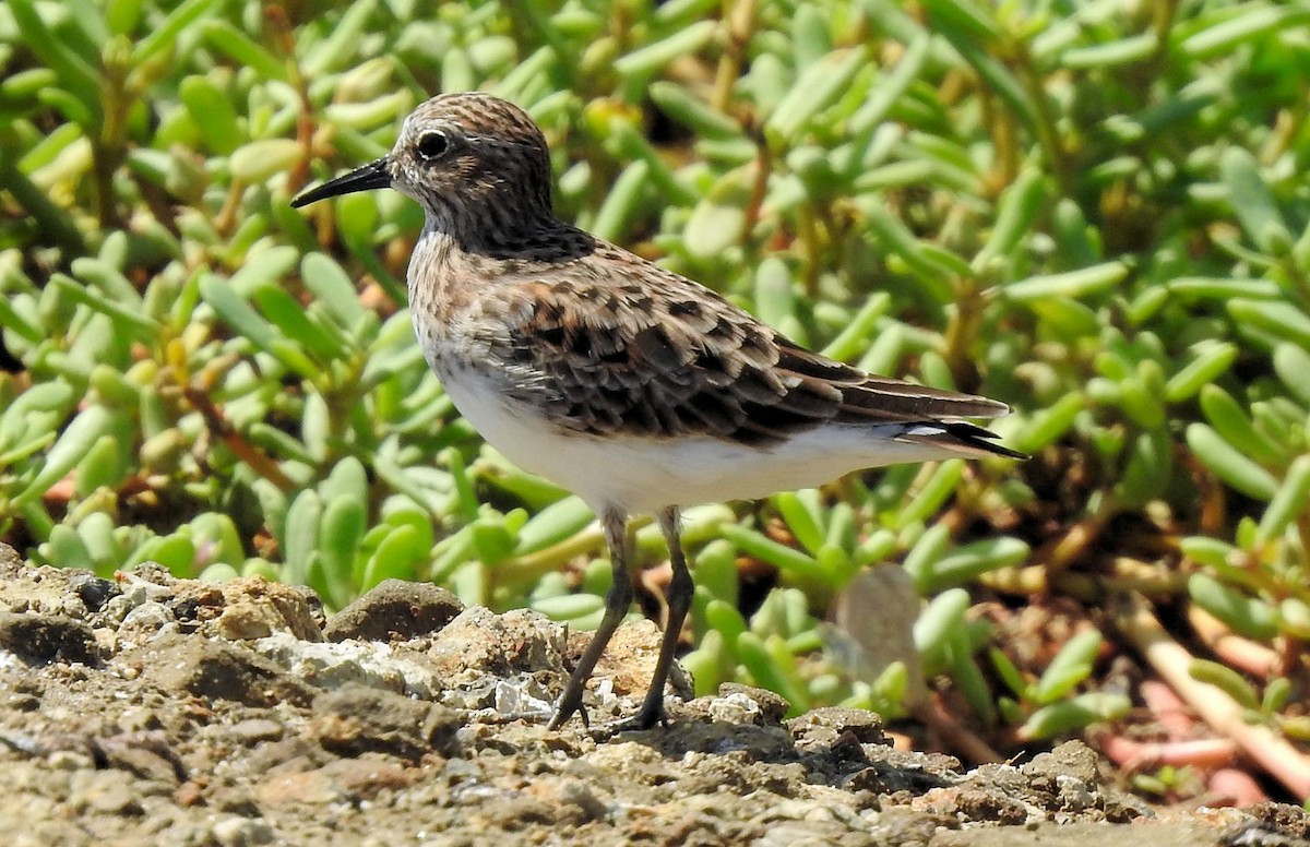 Western Sandpiper - ML552740991