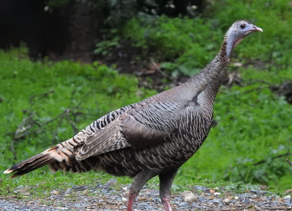 Wild Turkey - ML552742651