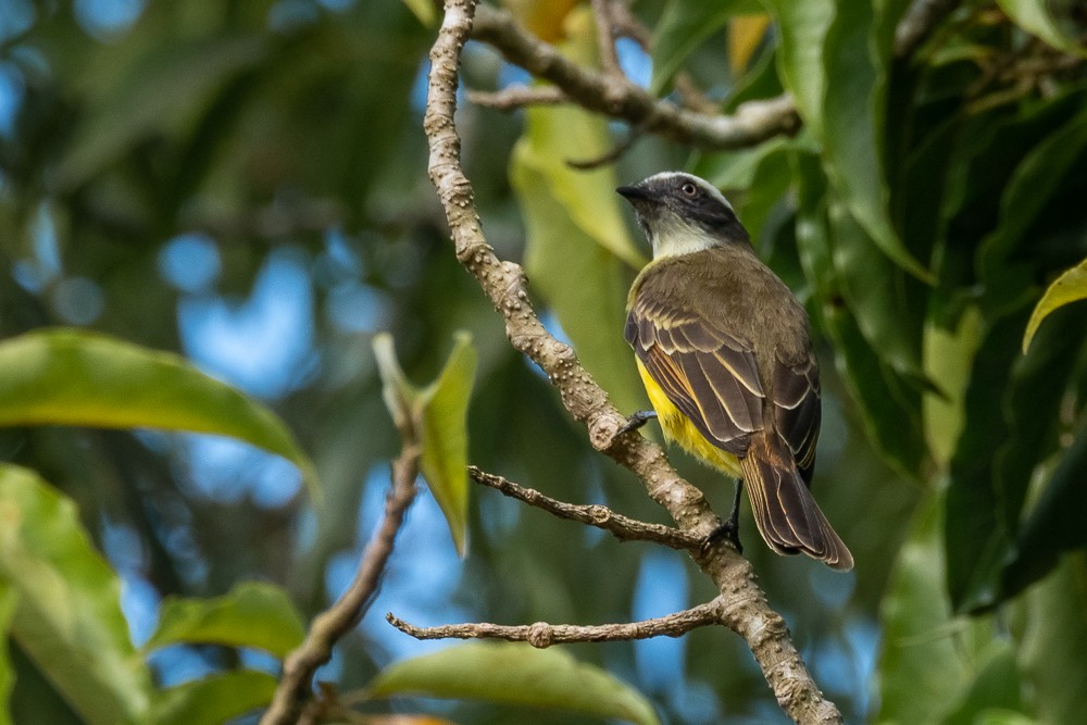 Social Flycatcher - ML552742801