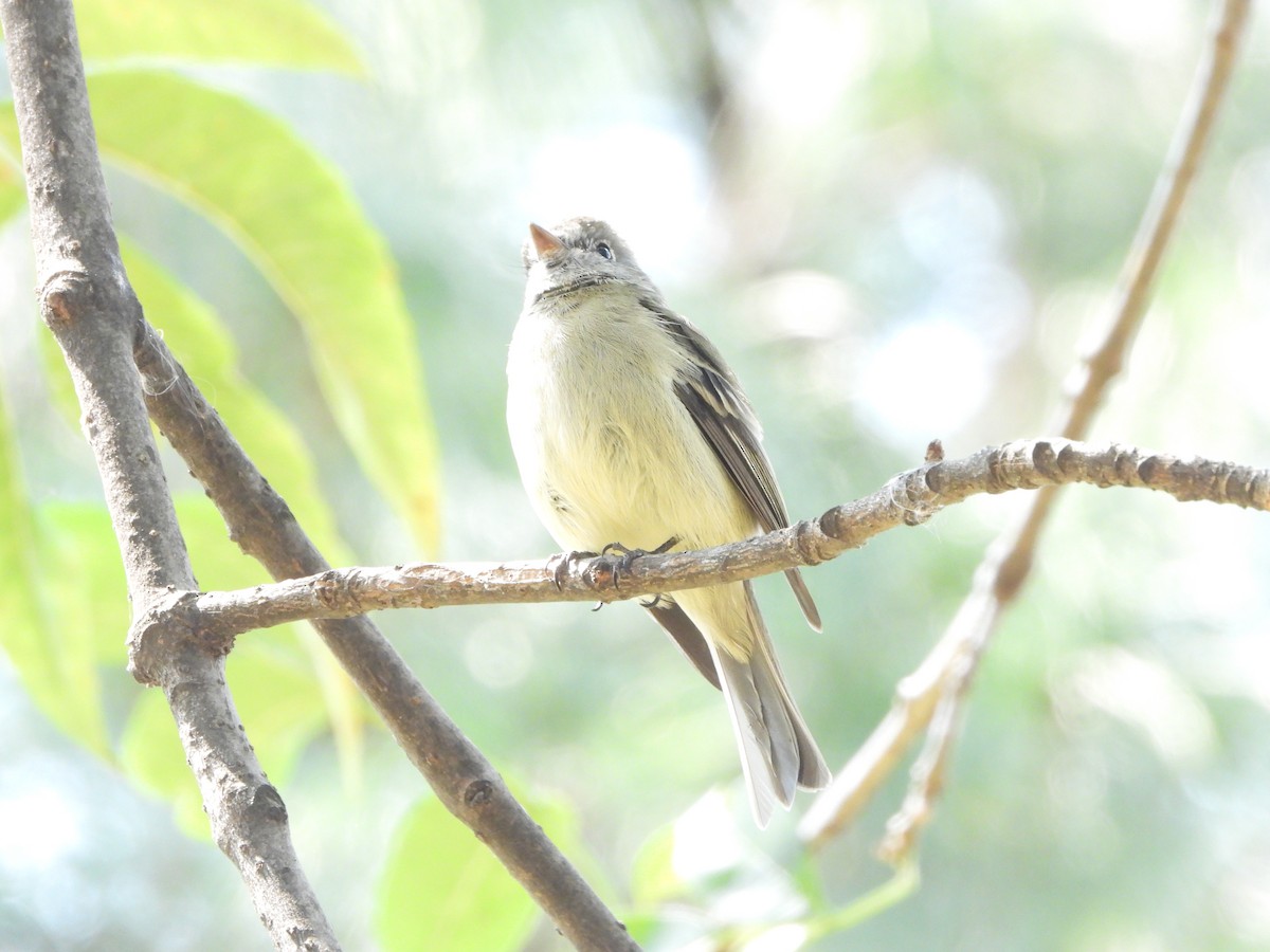 Buff-breasted Flycatcher - ML552743021