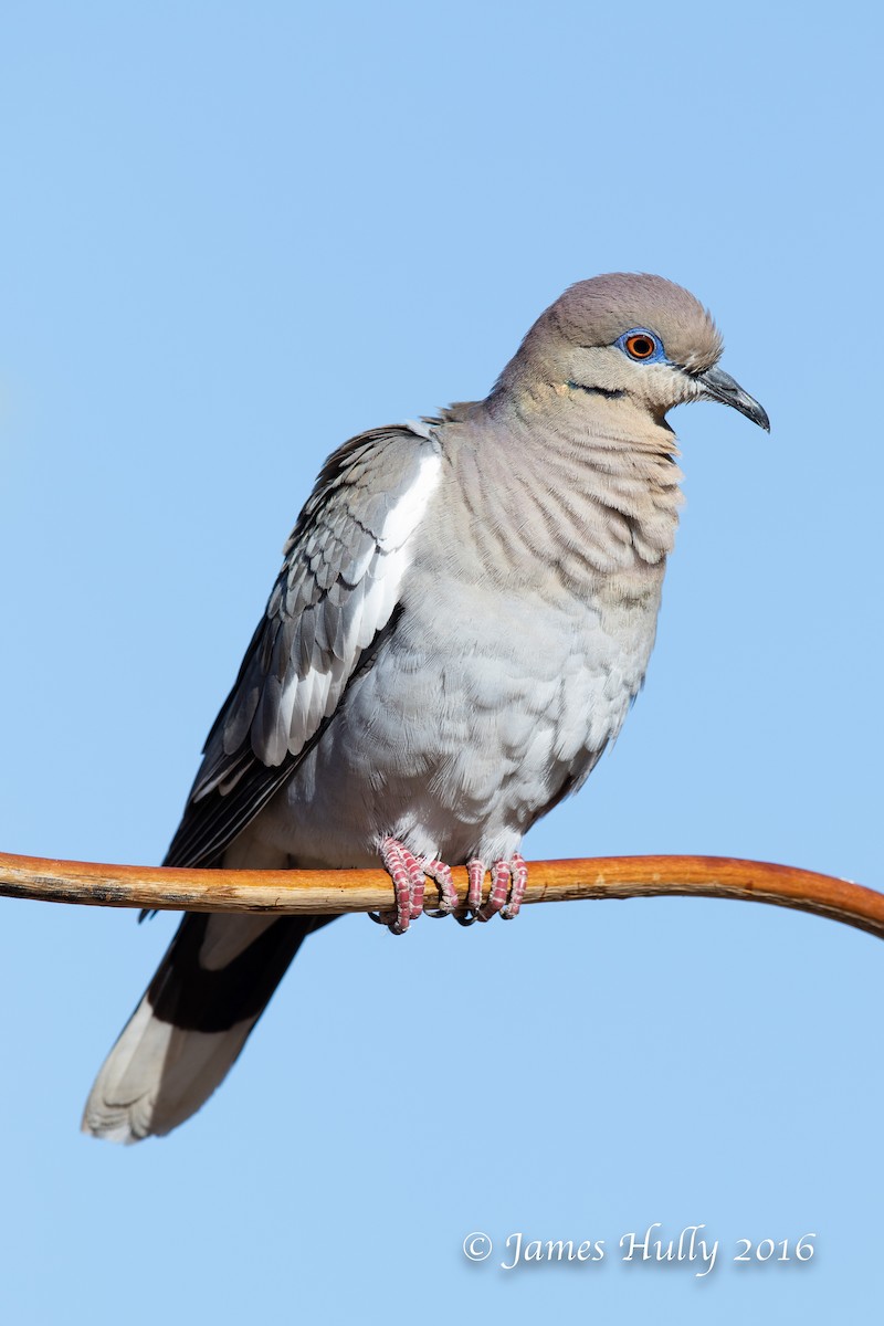 White-winged Dove - ML552745831