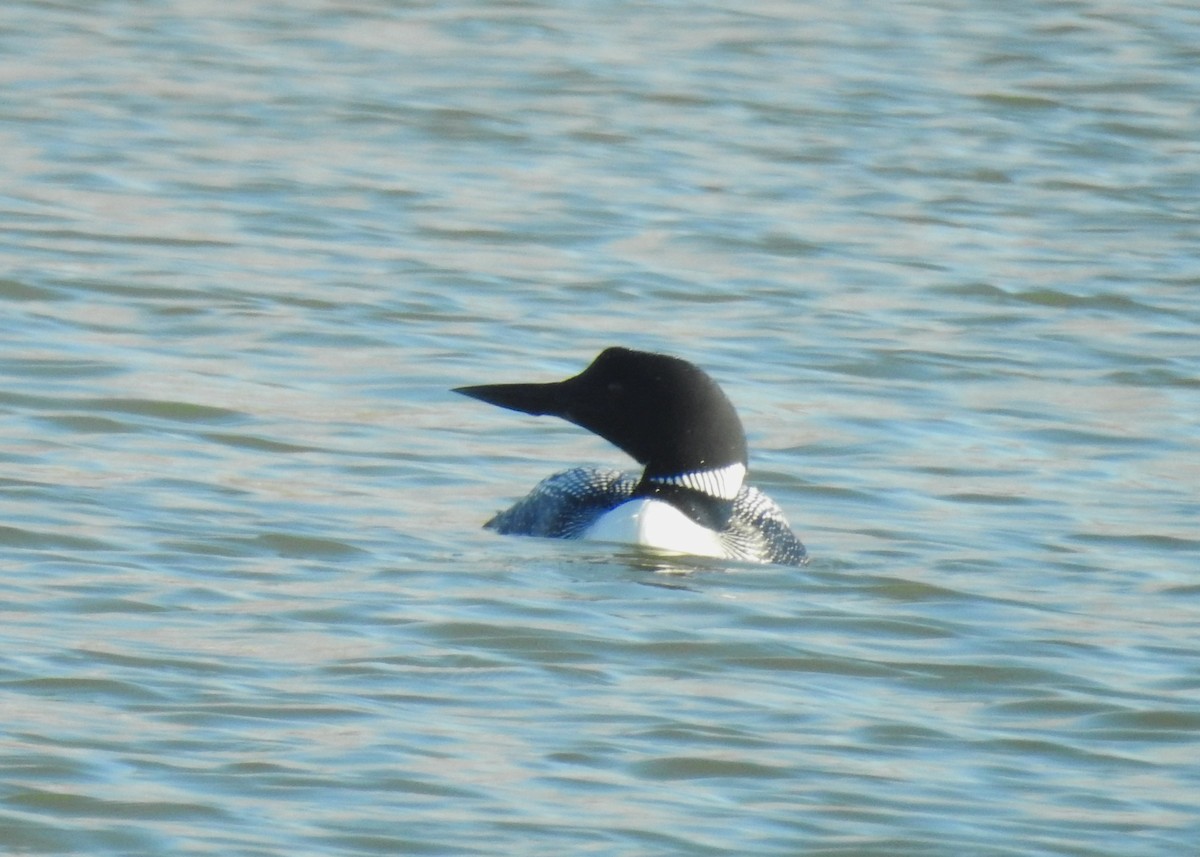 Plongeon huard - ML552746171