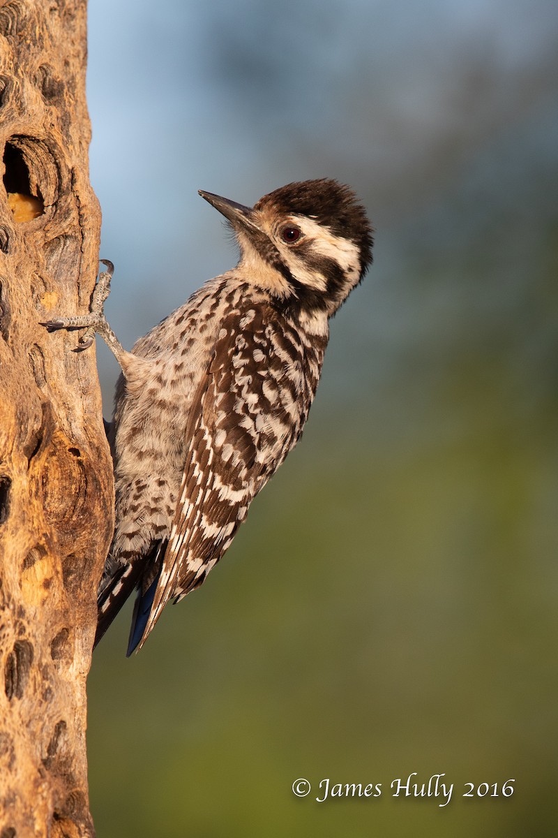 Ladder-backed Woodpecker - ML552746711