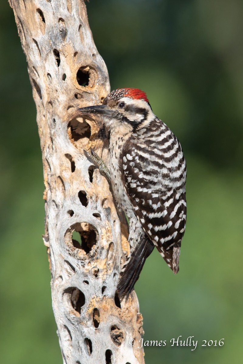 Ladder-backed Woodpecker - ML552746791