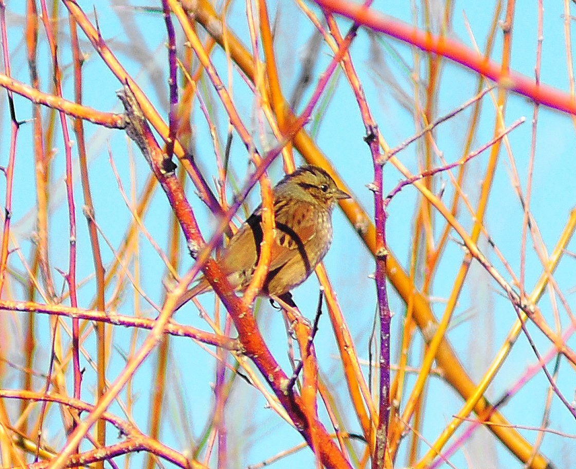 Swamp Sparrow - ML55274751