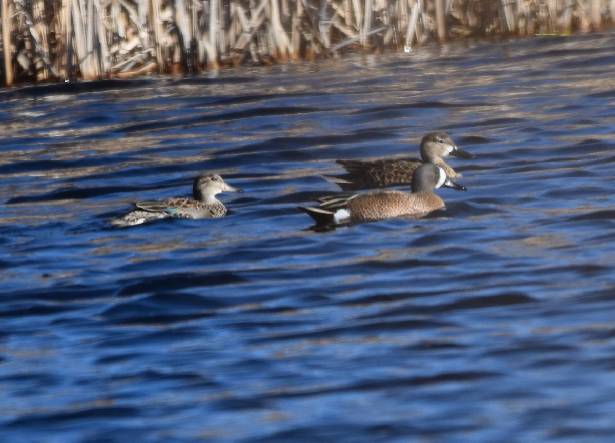 Blue-winged Teal - ML552747941