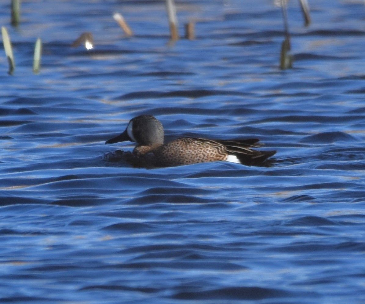 Blue-winged Teal - ML552747951