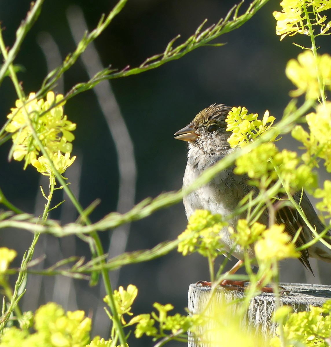 Golden-crowned Sparrow - Ken S