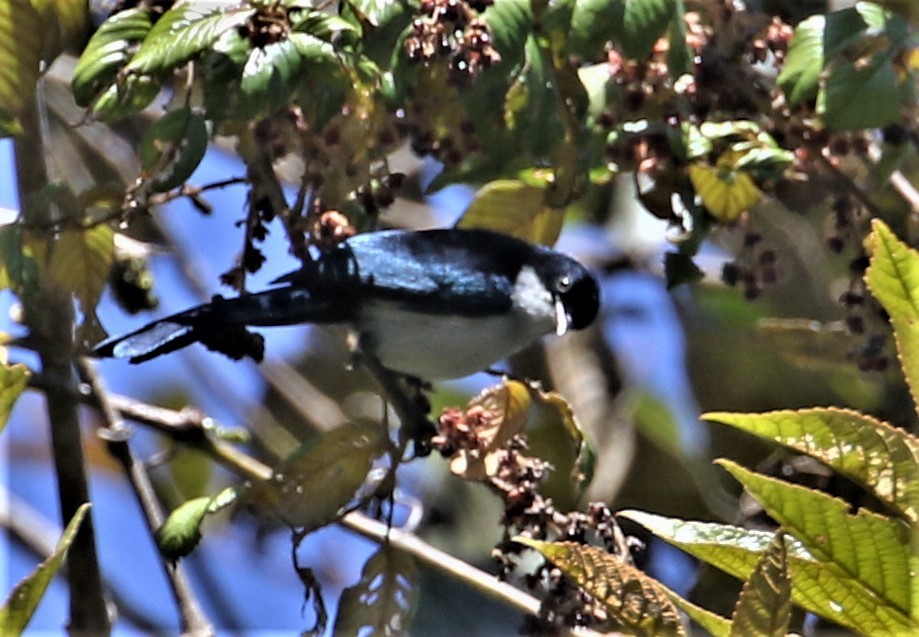 Fan-tailed Berrypecker - ML552748741