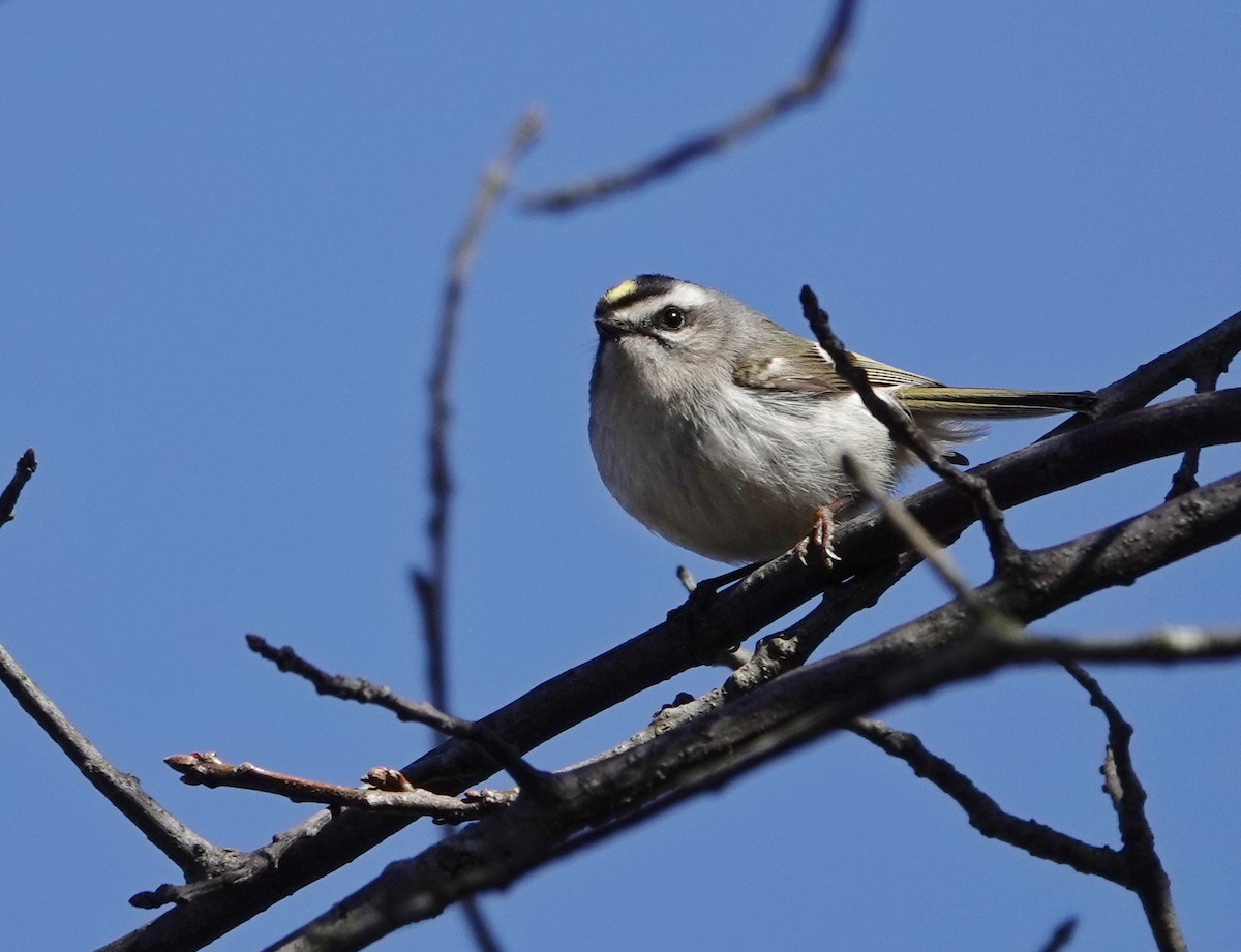 Roitelet à couronne dorée - ML552748771