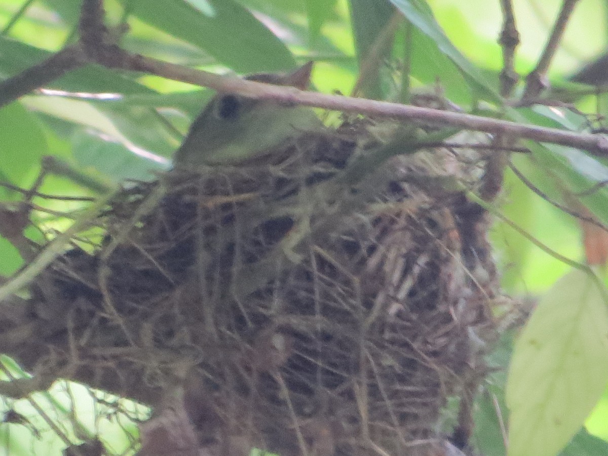 Acadian Flycatcher - Alan Collier