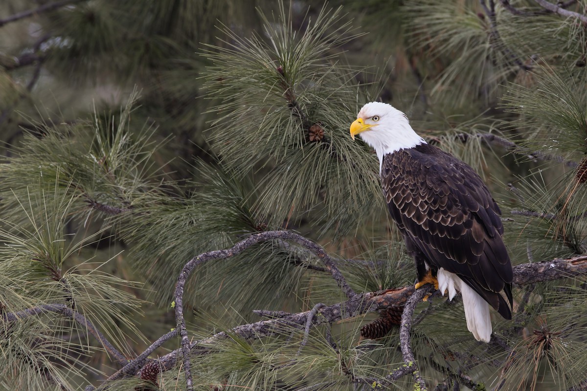 Bald Eagle - ML552749441