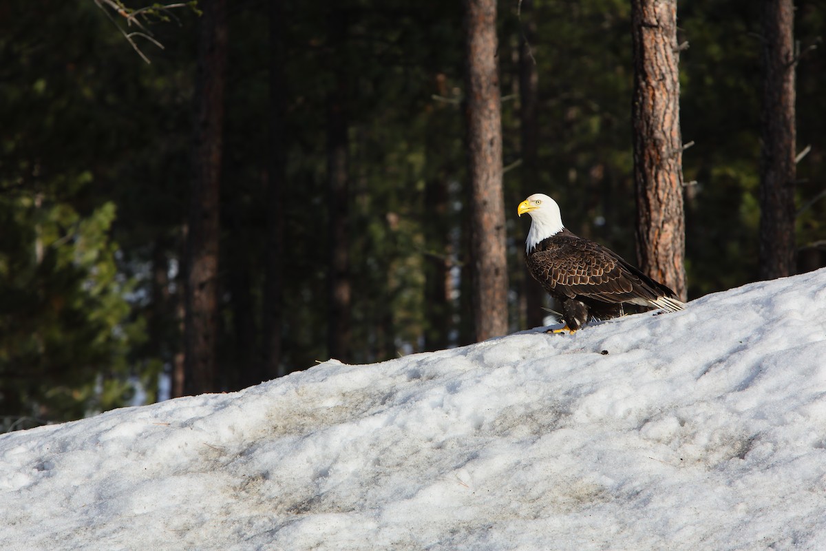 Bald Eagle - ML552749531