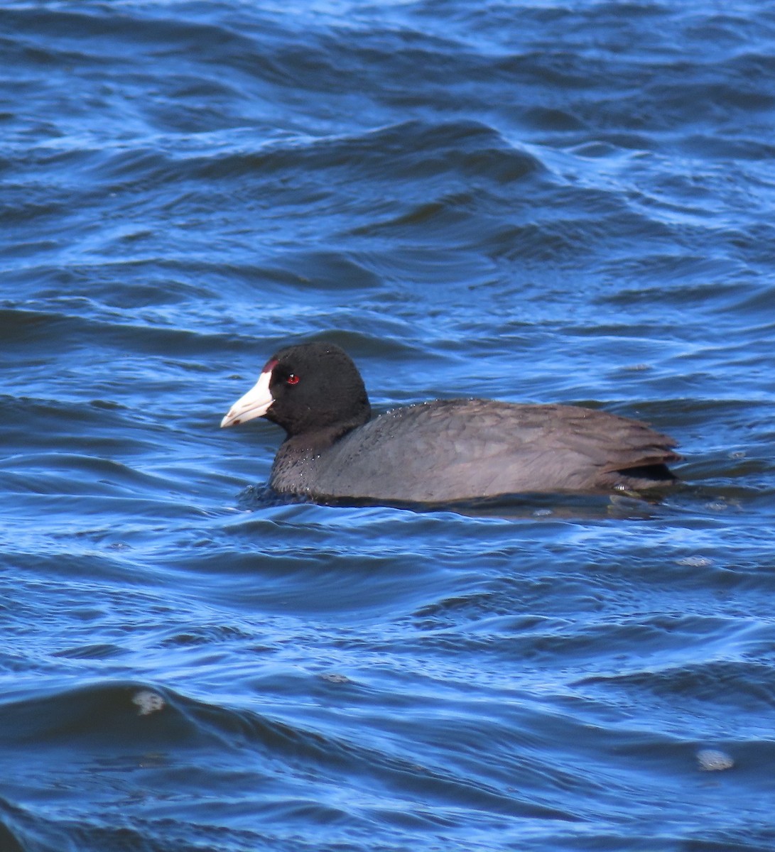 American Coot - Alan Boyd