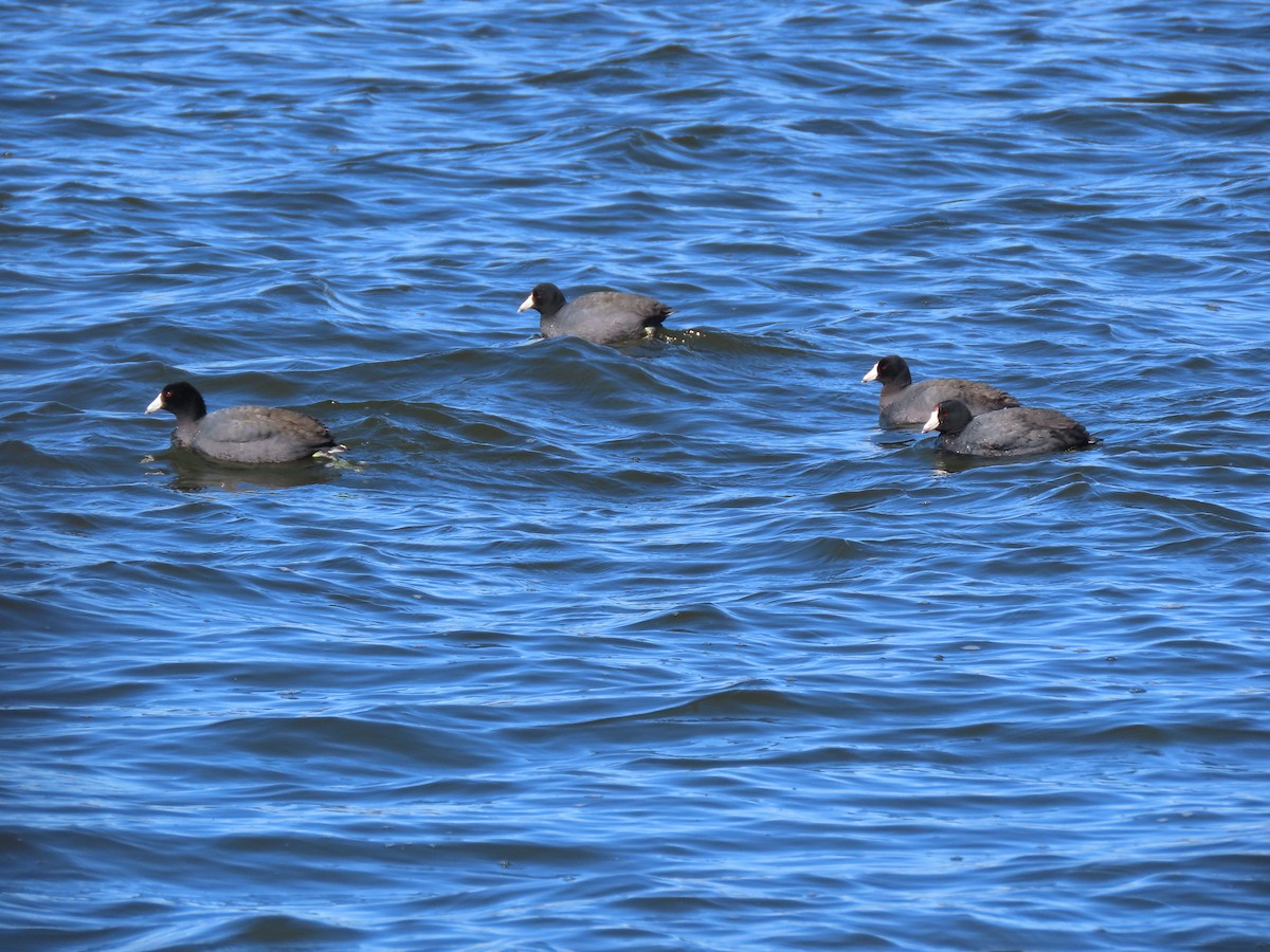 American Coot - ML552749861