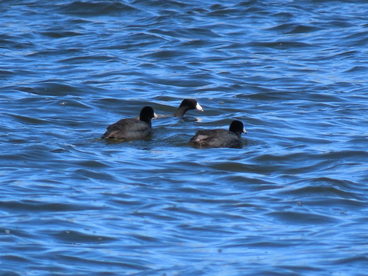 American Coot - ML552749881