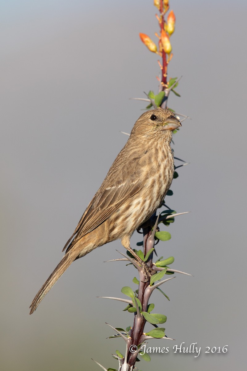 House Finch - ML552750451