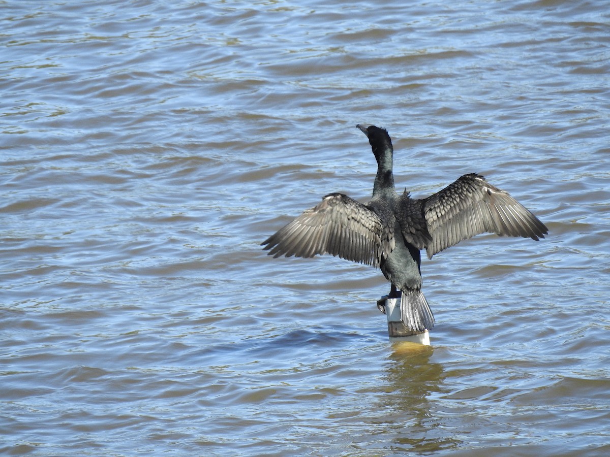 Double-crested Cormorant - ML552750831